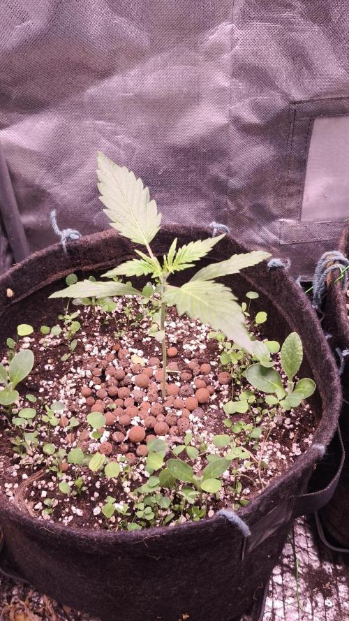 Northern dragon fuel Auto@SSSC. Week 2