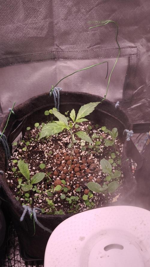 Apricot Auto@FastBuds. Week 2