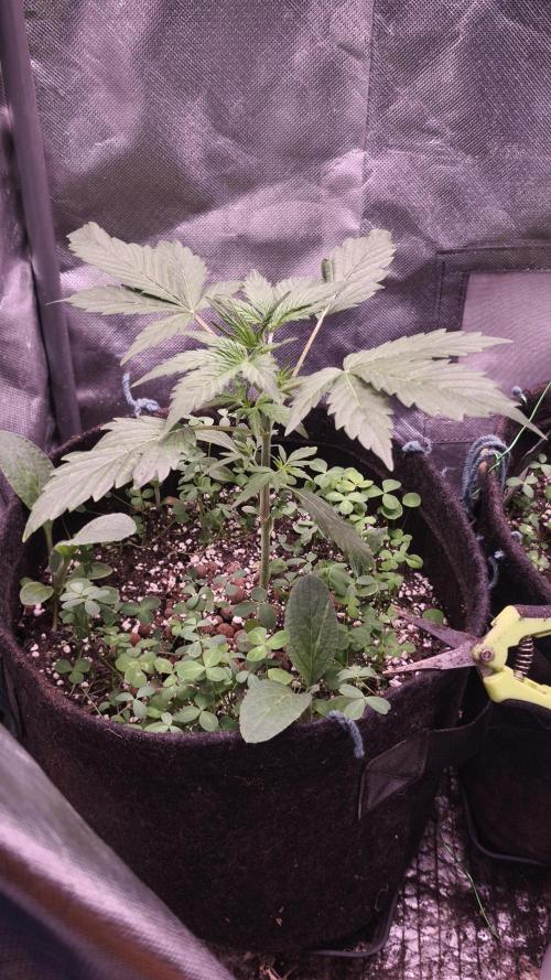 Northern dragon fuel Auto@SSSC. Week 3