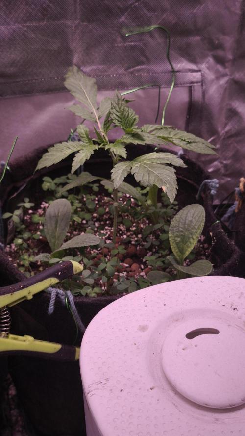 Apricot Auto@FastBuds. Week 3