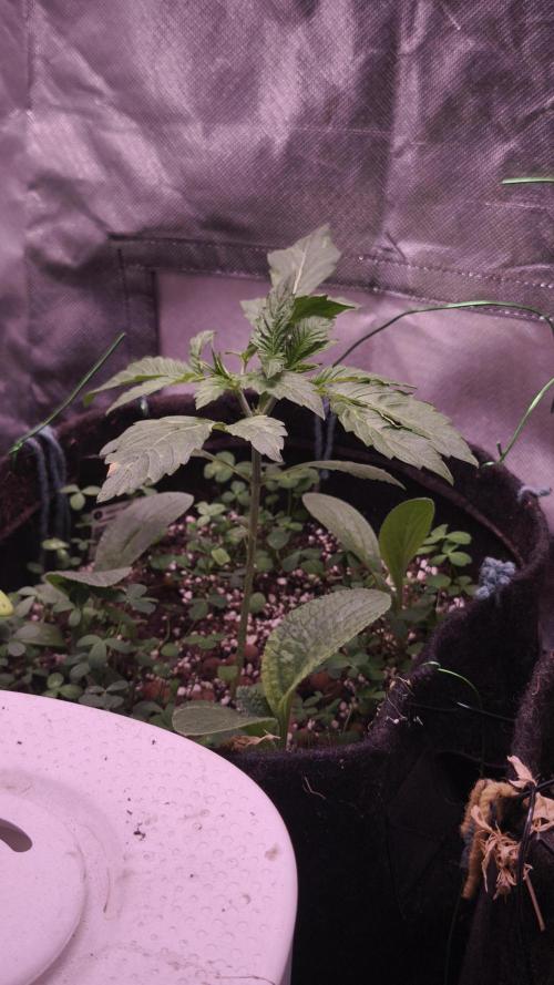 Apricot Auto@FastBuds. Week 3