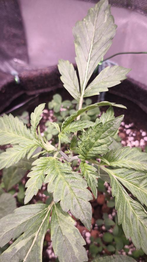 Apricot Auto@FastBuds. Week 3