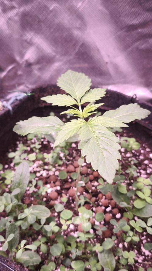 Glue XXL Auto@IZI. Week 2