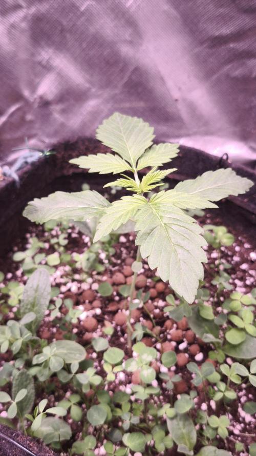 Glue XXL Auto@IZI. Week 2