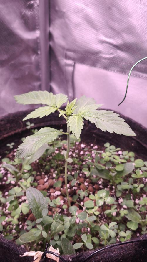 Glue XXL Auto@IZI. Week 2