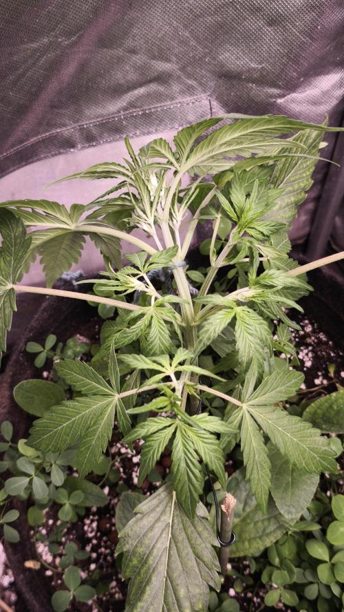 Northern dragon fuel Auto@SSSC. Week 4