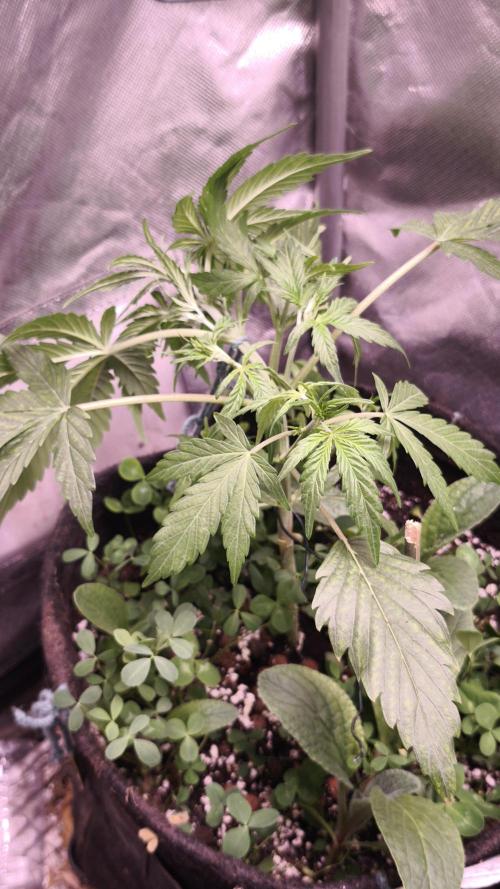 Northern dragon fuel Auto@SSSC. Week 4