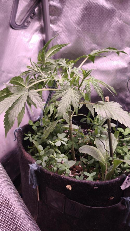 Northern dragon fuel Auto@SSSC. Week 4