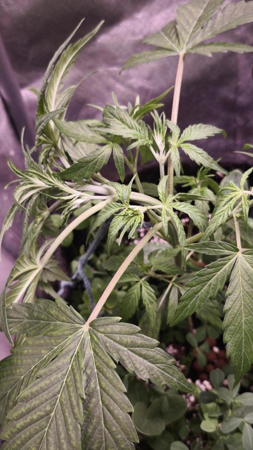 Northern dragon fuel Auto@SSSC. Week 4