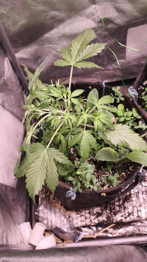 Northern dragon fuel Auto@SSSC. Week 4