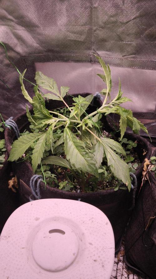 Apricot Auto@FastBuds. Week 4