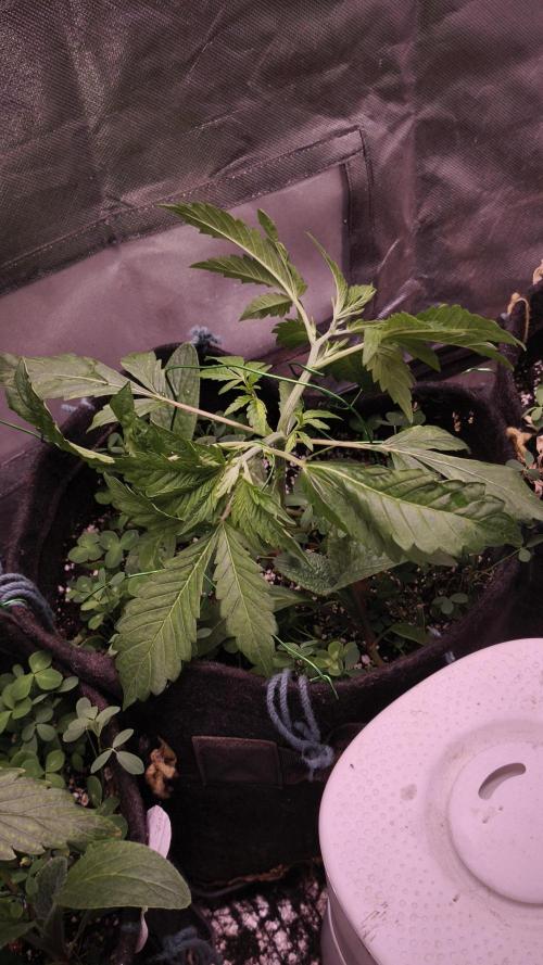 Apricot Auto@FastBuds. Week 4