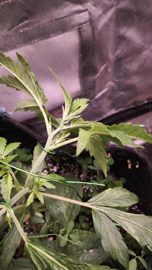 Apricot Auto@FastBuds. Week 4