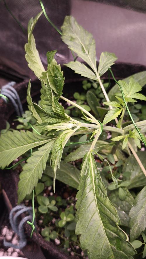 Apricot Auto@FastBuds. Week 4