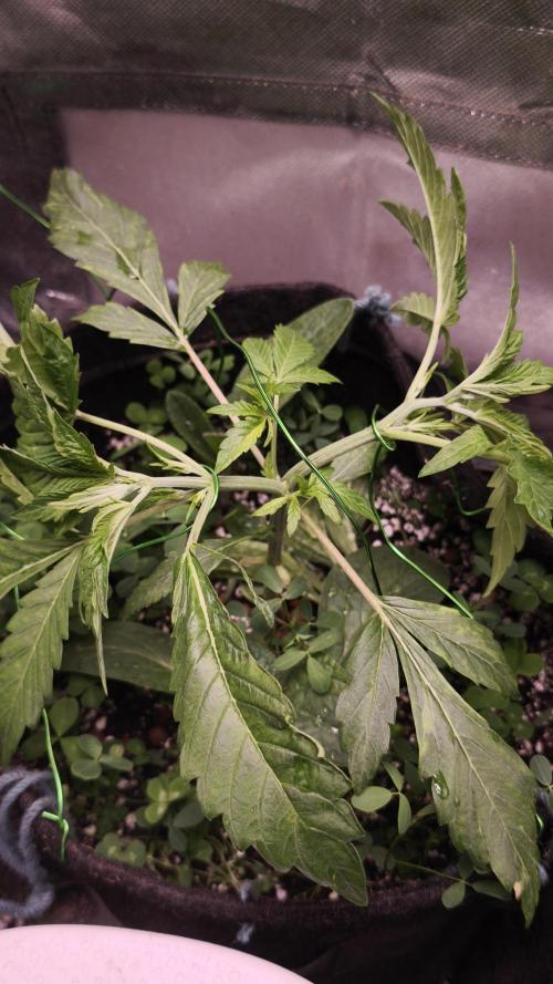 Apricot Auto@FastBuds. Week 4