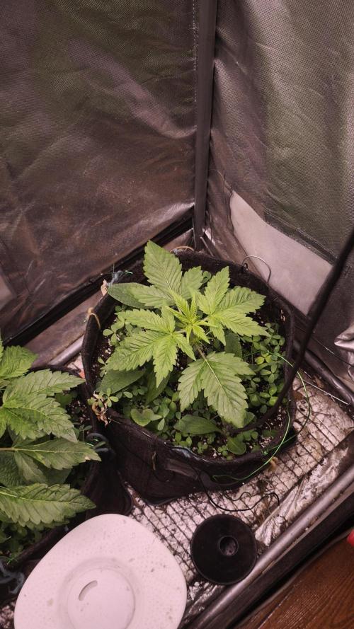 Glue XXL Auto@IZI. Week 3