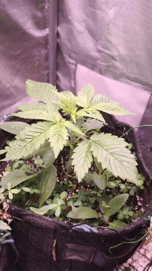 Glue XXL Auto@IZI. Week 3