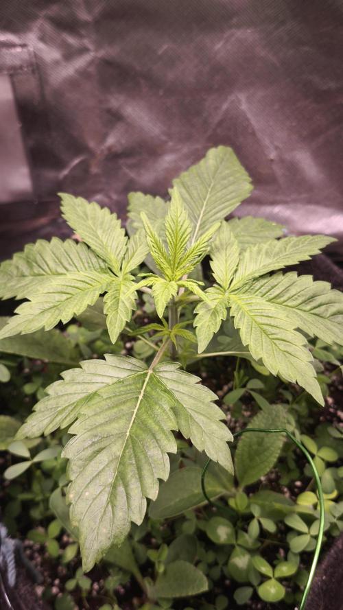 Glue XXL Auto@IZI. Week 3