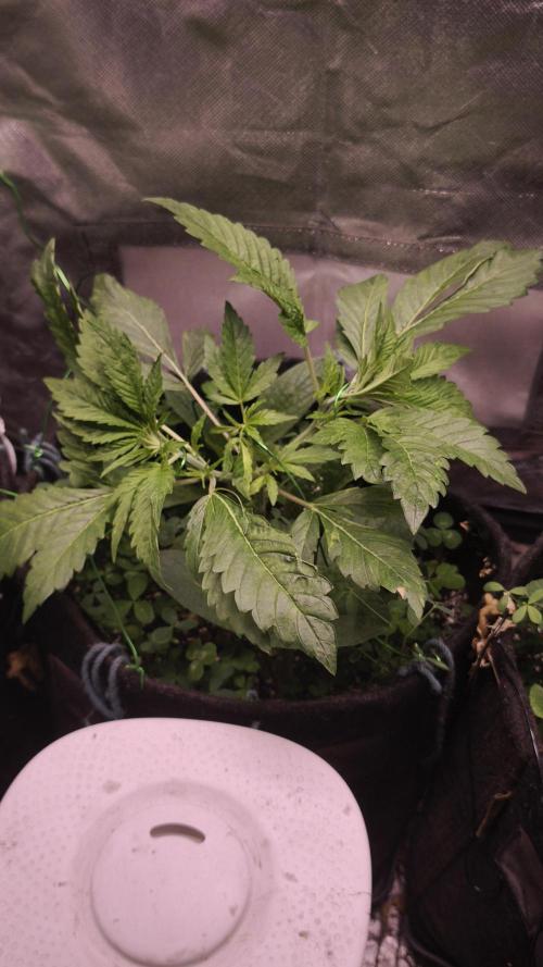 Apricot Auto@FastBuds. Week 4