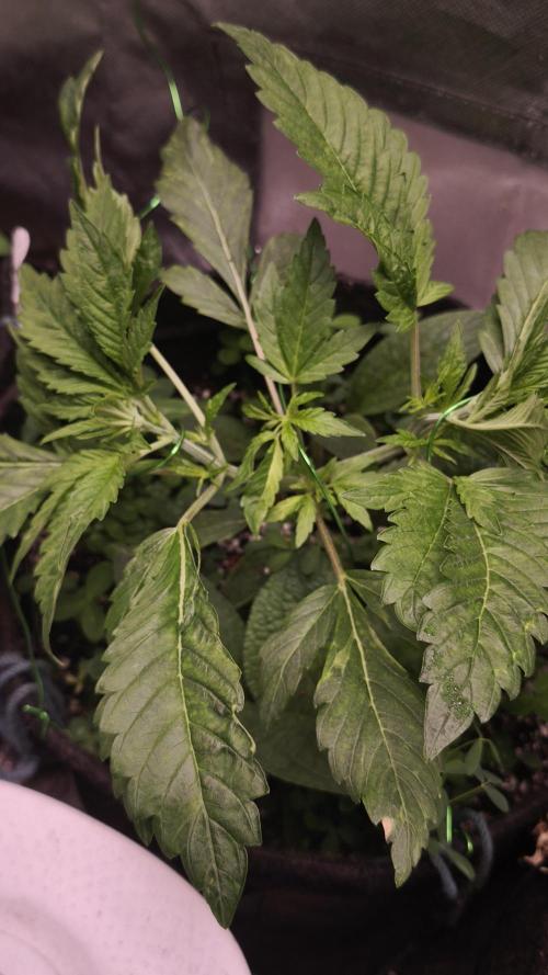 Apricot Auto@FastBuds. Week 4