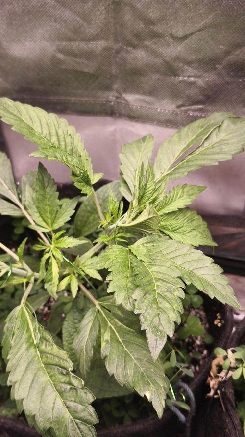 Apricot Auto@FastBuds. Week 4