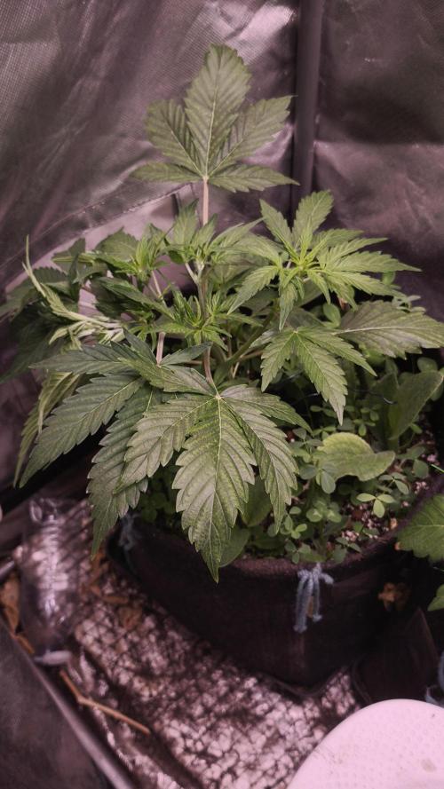 Northern dragon fuel Auto@SSSC. Week 4