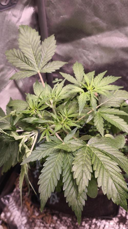 Northern dragon fuel Auto@SSSC. Week 4