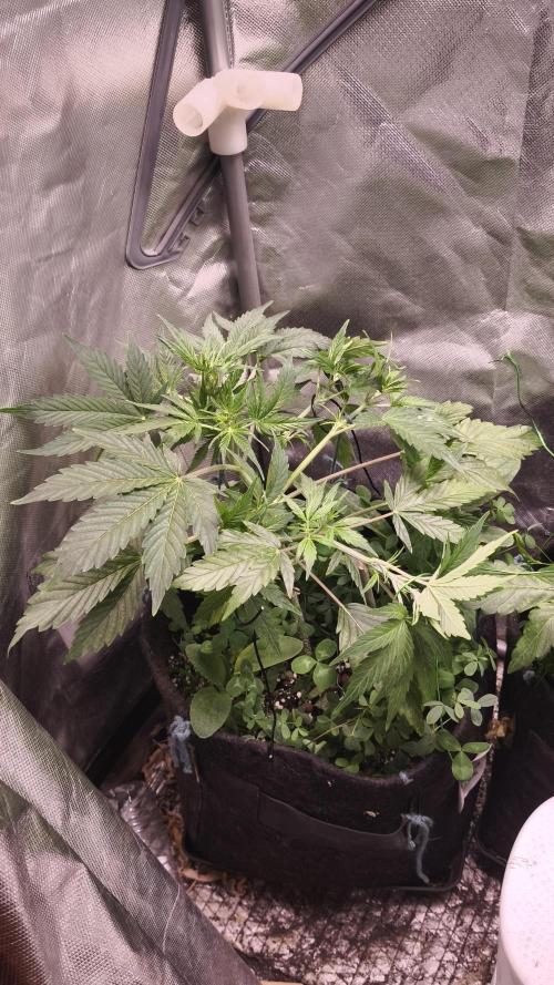 Northern dragon fuel Auto@SSSC. Week 5