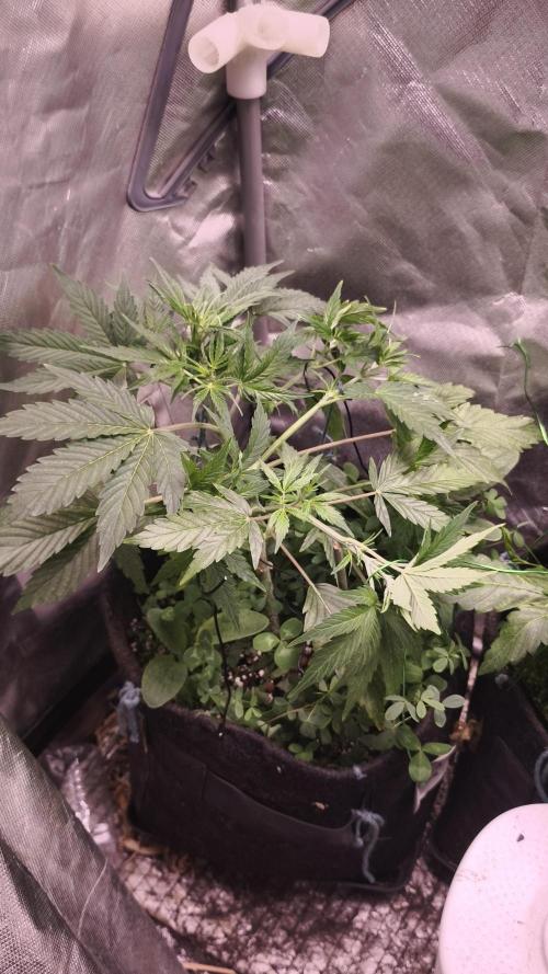 Northern dragon fuel Auto@SSSC. Week 5