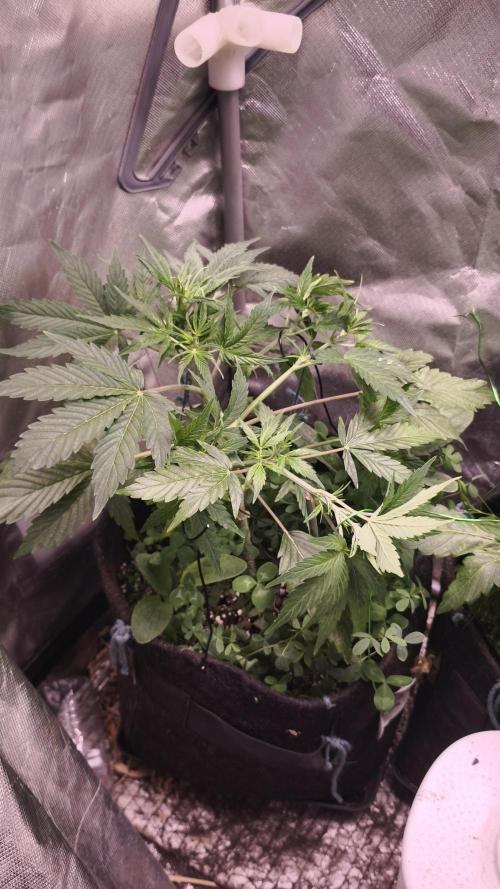 Northern dragon fuel Auto@SSSC. Week 5