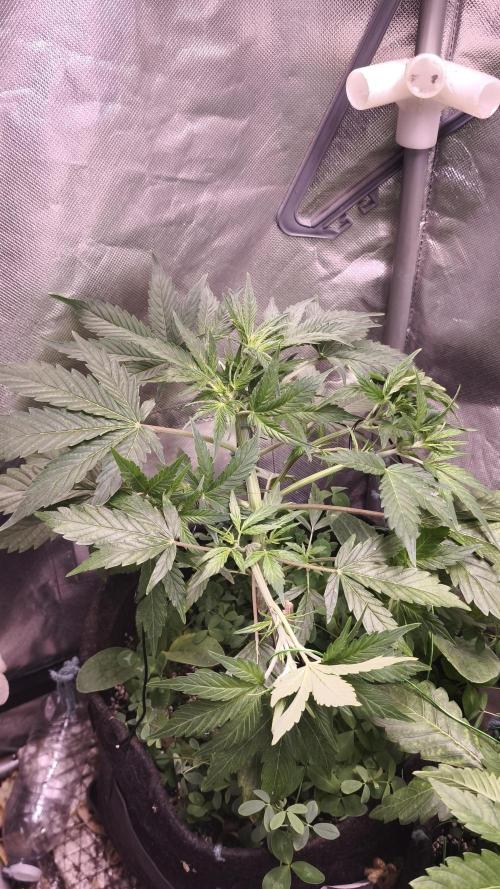 Northern dragon fuel Auto@SSSC. Week 5