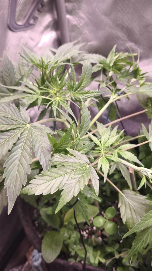 Northern dragon fuel Auto@SSSC. Week 5