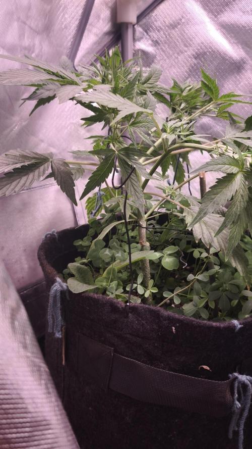 Northern dragon fuel Auto@SSSC. Week 5