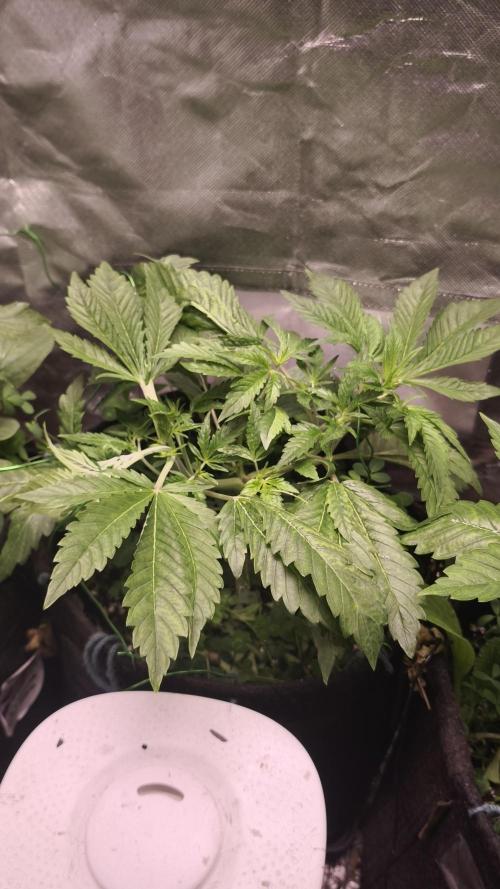 Apricot Auto@FastBuds. Week 5