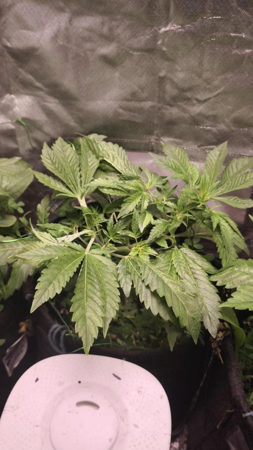 Apricot Auto@FastBuds. Week 5