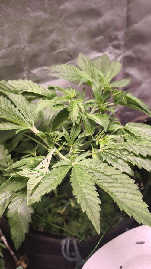 Apricot Auto@FastBuds. Week 5