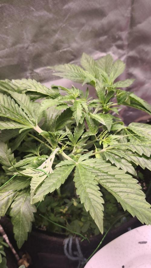 Apricot Auto@FastBuds. Week 5