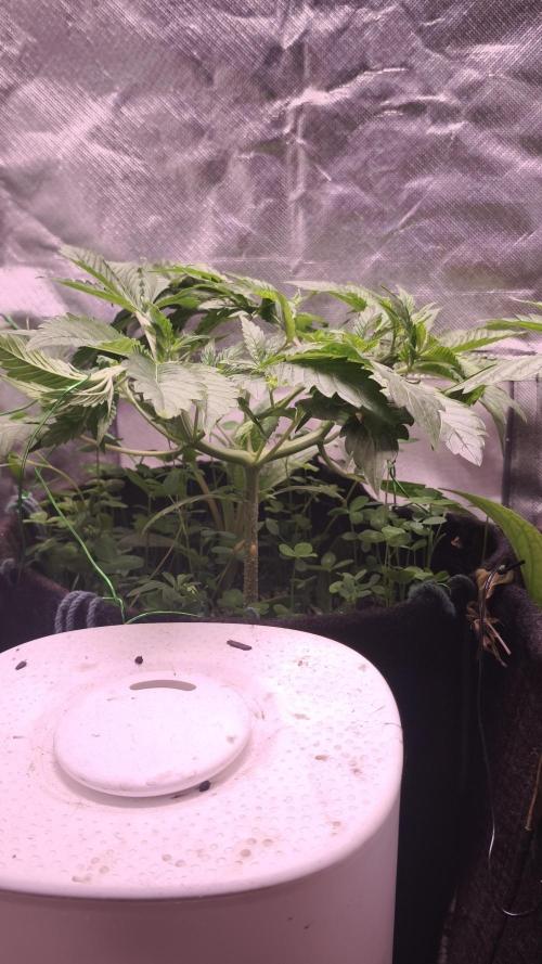 Apricot Auto@FastBuds. Week 5