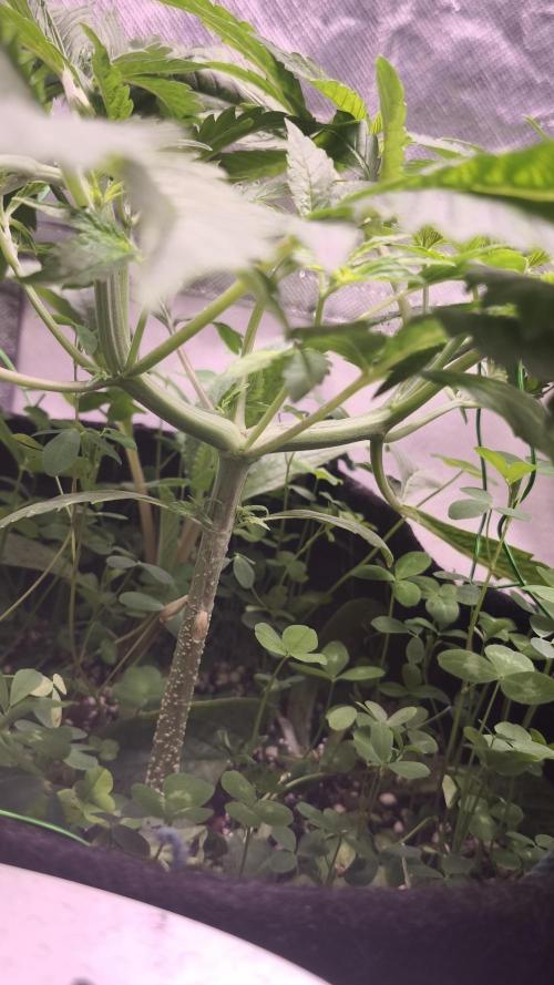 Apricot Auto@FastBuds. Week 5