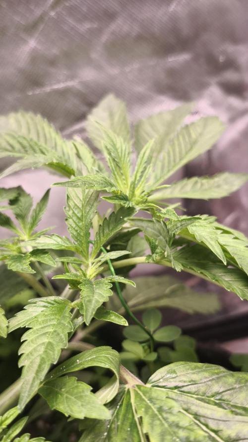 Apricot Auto@FastBuds. Week 5