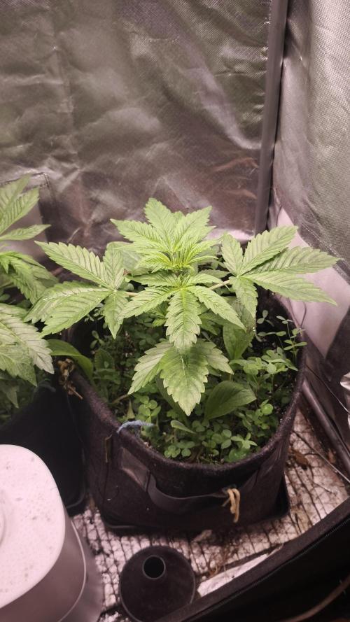 Glue XXL Auto@IZI. Week 4
