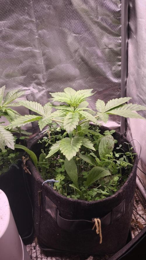 Glue XXL Auto@IZI. Week 4