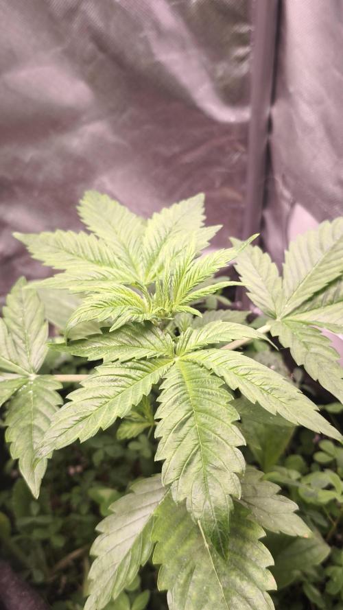 Glue XXL Auto@IZI. Week 4