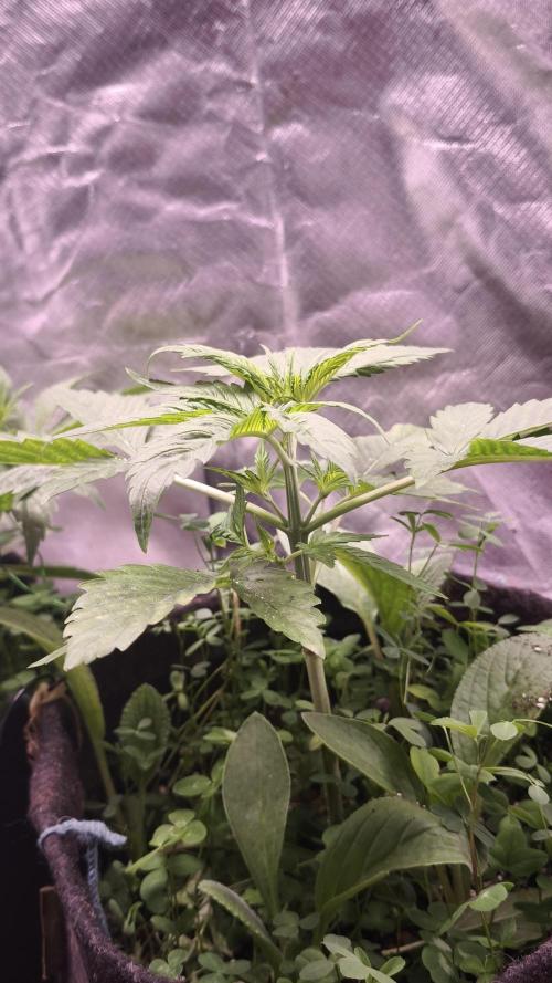 Glue XXL Auto@IZI. Week 4