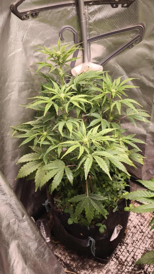 Northern dragon fuel Auto@SSSC. Week 6