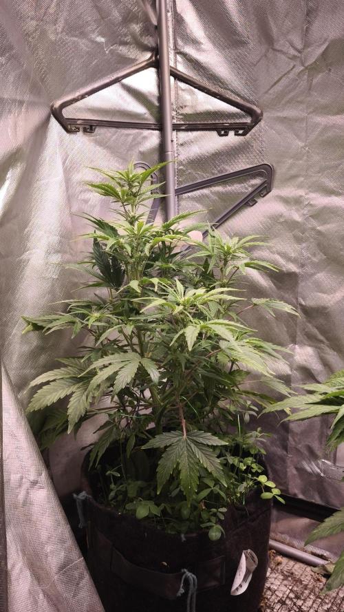 Northern dragon fuel Auto@SSSC. Week 6