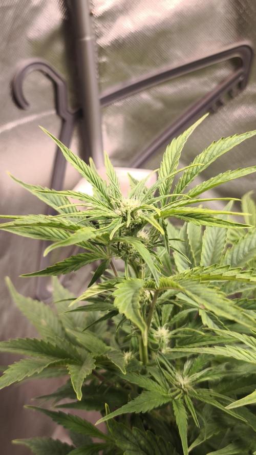 Northern dragon fuel Auto@SSSC. Week 6