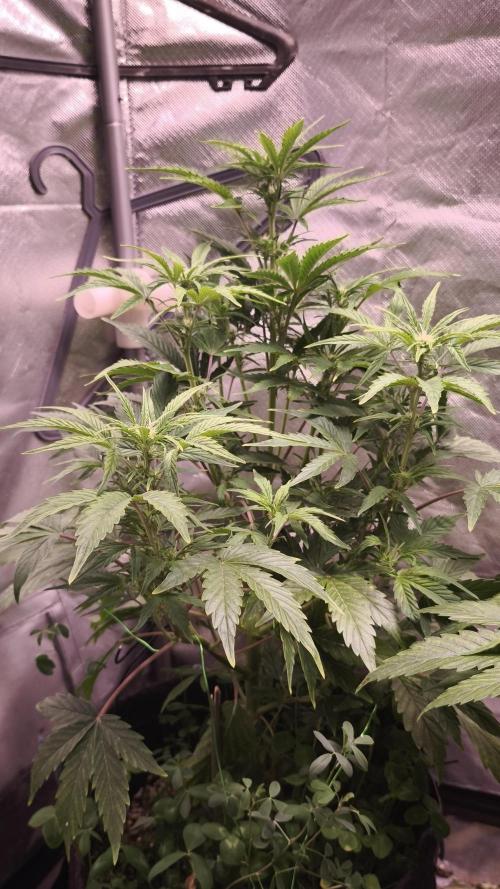 Northern dragon fuel Auto@SSSC. Week 6
