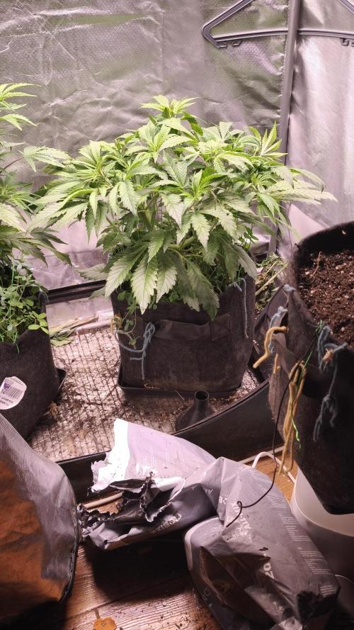 Apricot Auto@FastBuds. Week 6