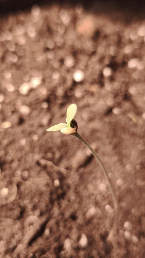 Sticky Broccoli@Zamnesia | Plagron. Week 0